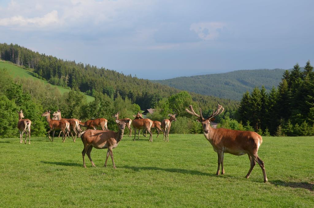 Wildwiesenhof Miesenbach  Exterior foto